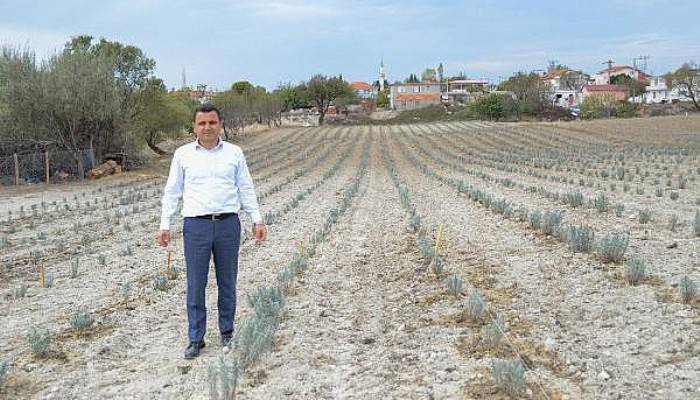 Gelibolu Yarımadası'nda 'Lavanta Tarla Günü' Etkinliği