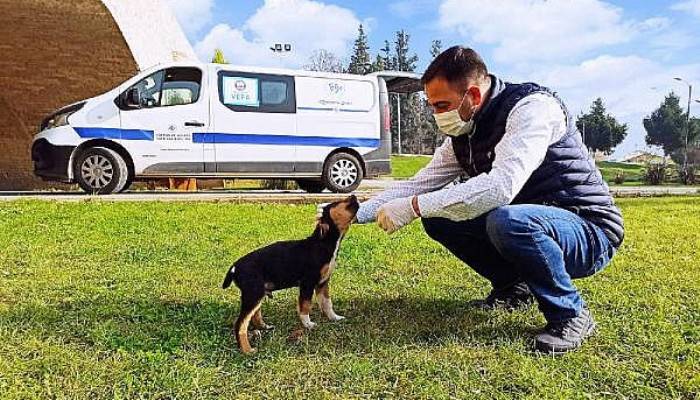 Biga Belediyesi Kısıtlamada Sokak Hayvanlarını Unutmadı