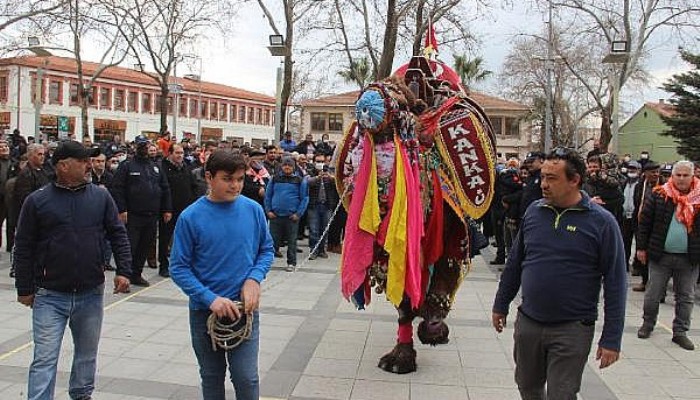 Bayramiç'te 'En Güzel Deve' Yarışması Düzenlendi