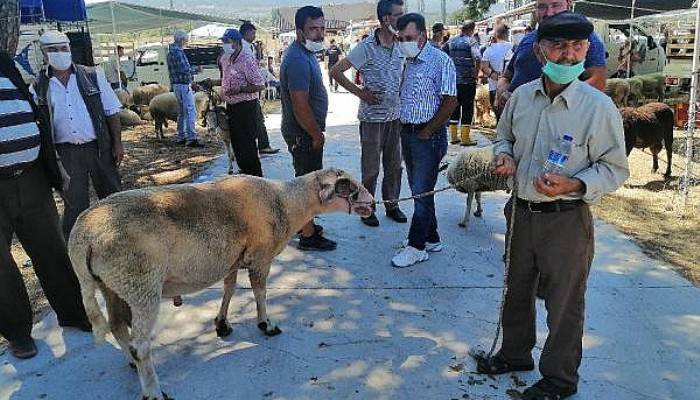 150 Kiloluk Kurbanlık Koç, 4 bin 500 TL'ye Satışa Çıkarıldı