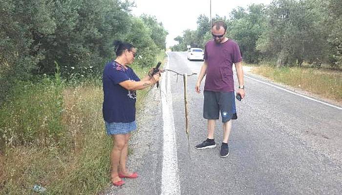 Karayolunda Araç Altında Kalan Yılan Ezildi