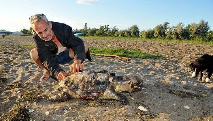 Lapseki'de Sahile, Olü Caretta Caretta Vurdu