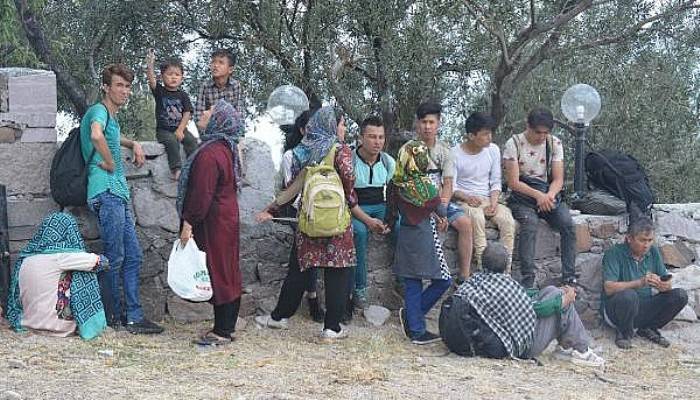 Ayvacık'ta Zeytinliklerde 45 Kaçak Göçmen Yakalandı