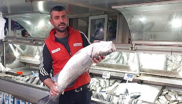 Çanakkale Boğazı'nda 7 Kiloluk Levrek Yakaladı