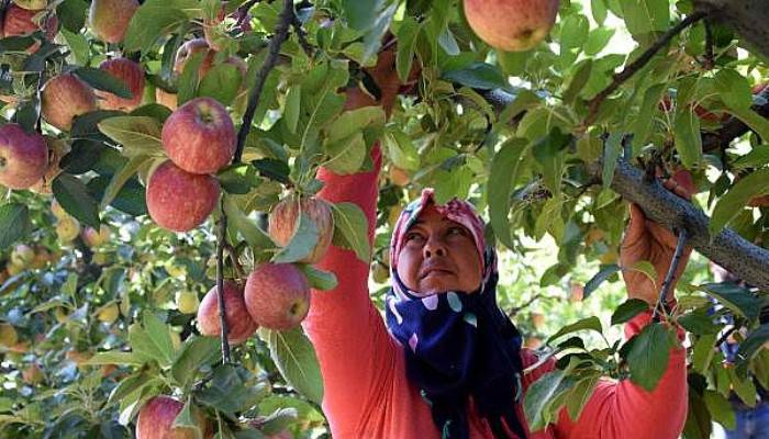 Bayramiç Elması Üreticinin Yüzünü Güldürdü