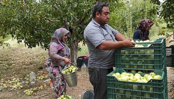 Elması İle Ünlü Bayramiç'te Üreticiler, Dolu Uyarısıyla Hasadı Hızlandırdı