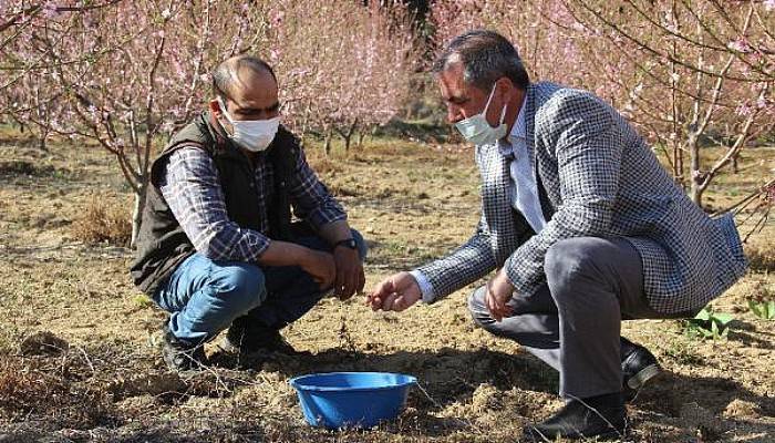 Meyve Ağaçları, Zararlılardan Mavi Leğenle Kurtuldu