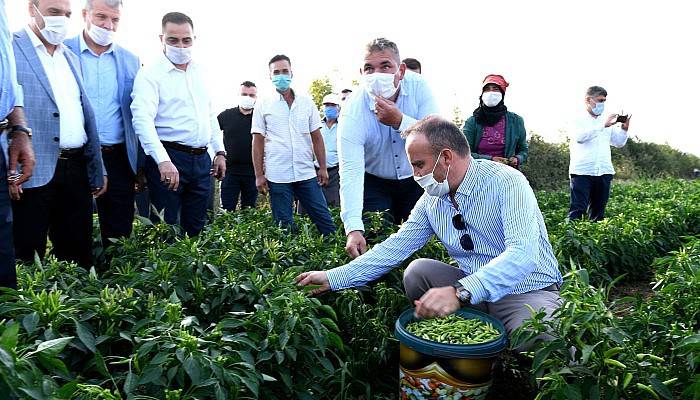 Turan, İşçilerle Birlikte Biber Topladı