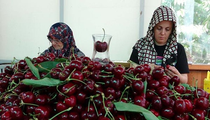 Çay Bardağına Sığmayan 'Lapseki Devi' Sofralara Geliyor