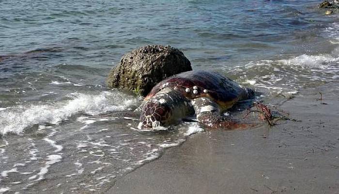 Lapseki'de Sahile Ölü Caretta Caretta Vurdu