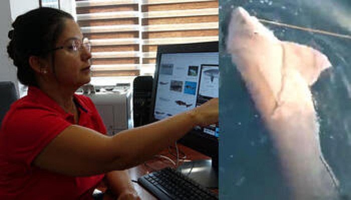 Oltasına Takılan 3 Metrelik Köpek Balığını Tekrar Denize Saldı