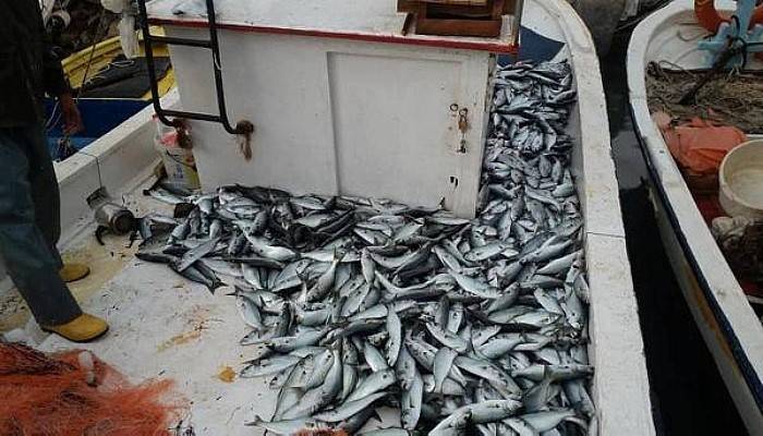 Balıkçı Kardeşlerin Ağlarına 1000 Lüfer Takıldı