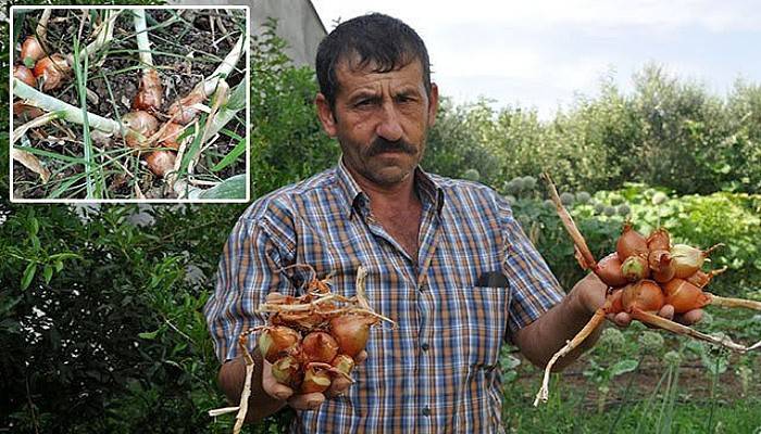 Bayramiç'te Hasadı Yapılan Soğanlar Görüntüsüyle Şaşırttı