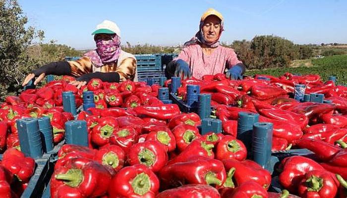 Çanakkale, Kapya Biber Üretiminde Türkiye'de İlk Sırada