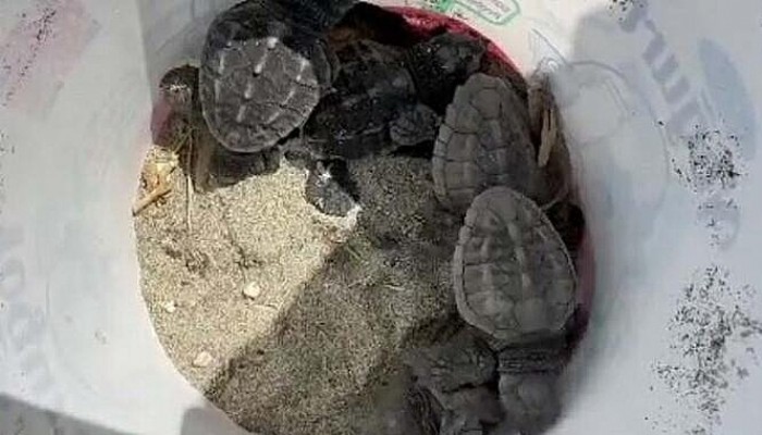 Gökçeada'da Caretta Caretta Yuvası Bulundu