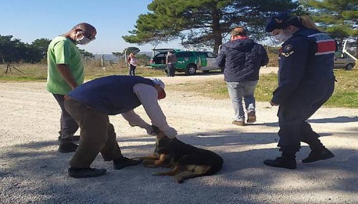 Biga'da 4 Köpek Öldürüldü, Ayvacık'ta Bir Köpek ve 3 Yavrusuna Jandarma Sahip Çıktı