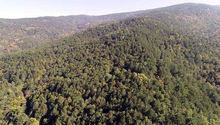 Çanakkale'de Ormanlara Giriş Yasağı Uzatıldı