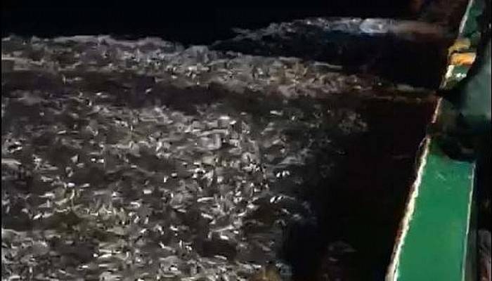 Çanakkale'de Avladıkları Boyu Küçük 15 Ton Balığı Geri Bıraktılar