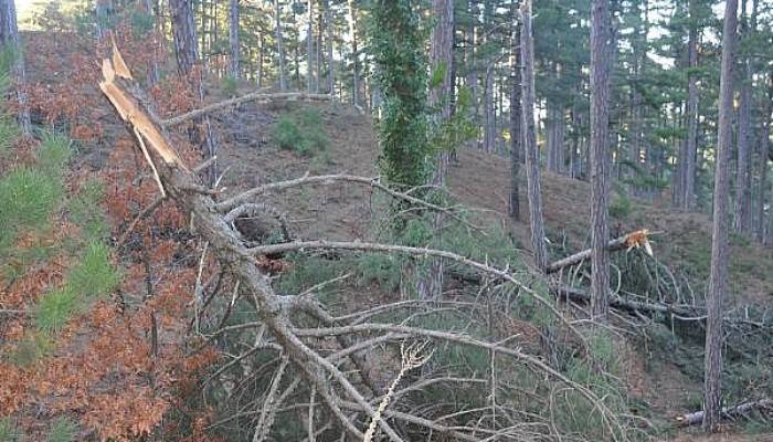 Kaz Dağları'nda Kar ve Fırtına, Ağaçlara Zarar Verdi