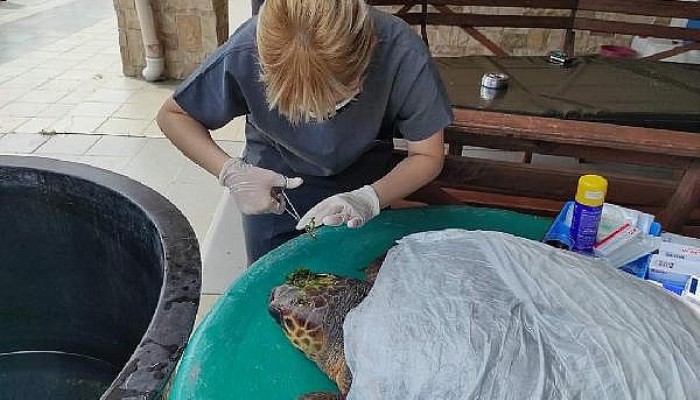 Yaralı Caretta Caretta Tedaviye Alındı