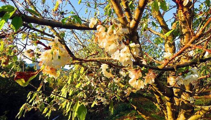 Kaz Dağları Eteklerinde Kiraz Ağaçları Çiçek Açtı