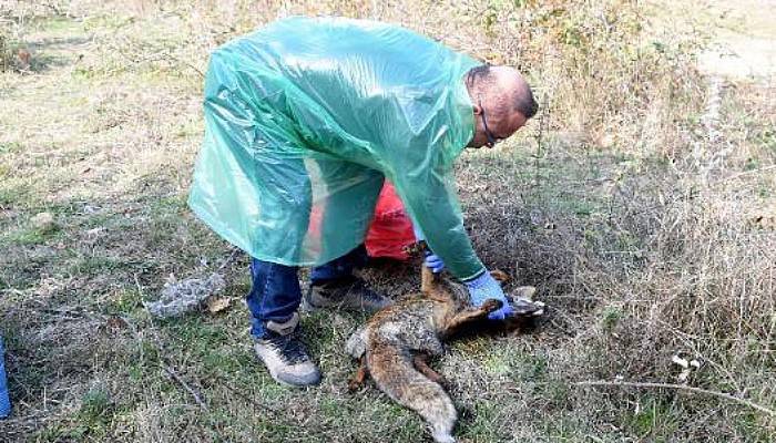 Çan'da Ölü Bulunan Hayvanlarla İlgili İnceleme ve Soruşturma