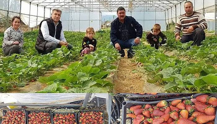 Bayramiç’te Çilek Hasadı Başladı 