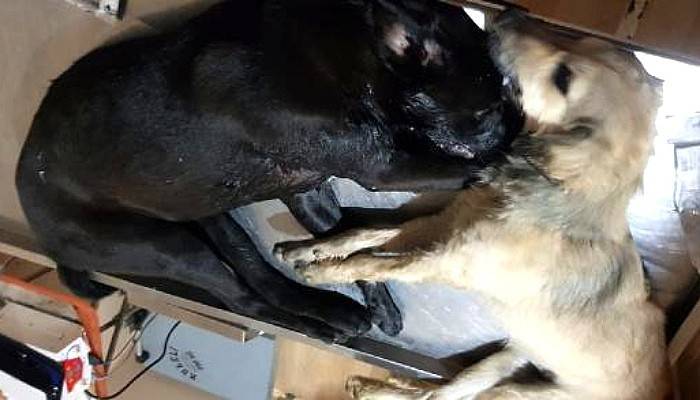 Biga'da 16 Köpeğin Zehirlenerek Öldürülmesinde 2 Zanlı Yakalandı