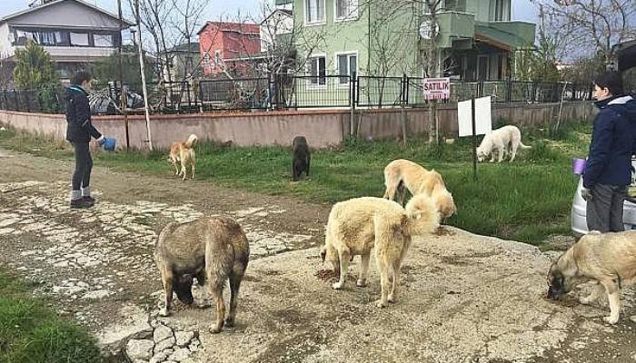 Gelibolu’da Hayvanseverler, Sokak Hayvanlarını Unutmadı