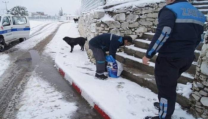 Geyikli Belediyesi Sokak Hayvanlarını Unutmadı