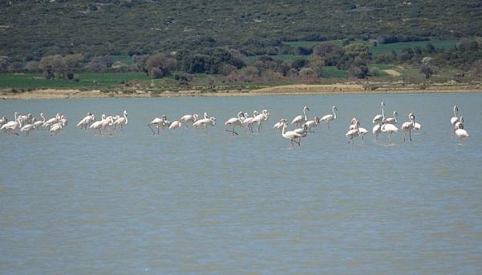 Suvla Gölü’nün Misafiri Flamingolar Geldi