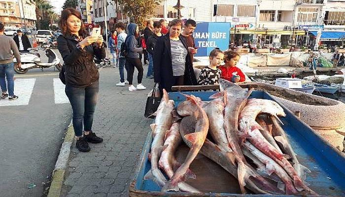 Gelibolu'da Yakalanan Köpek Balıkları, Yunanistan'a Satılacak