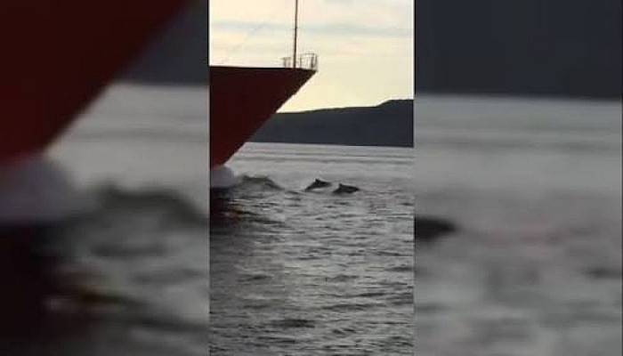Boğaz'da Yüzerken Görüntülendiler