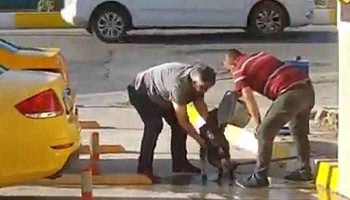 Taksiciler, Sokak Köpeğini Yıkadı