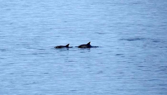 Çanakkale Boğazı’nda Yunus Sürüsü Görüntülendi