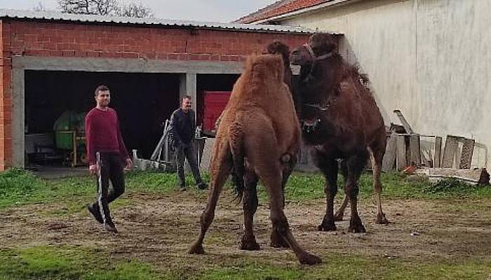 8 Devesini Birbiriyle Güreştirerek Antrenman Yaptırıyor