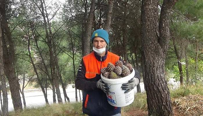 Kaz Dağları'ndaki Çam Fıstıkları Geçim Kaynağı Oldu 