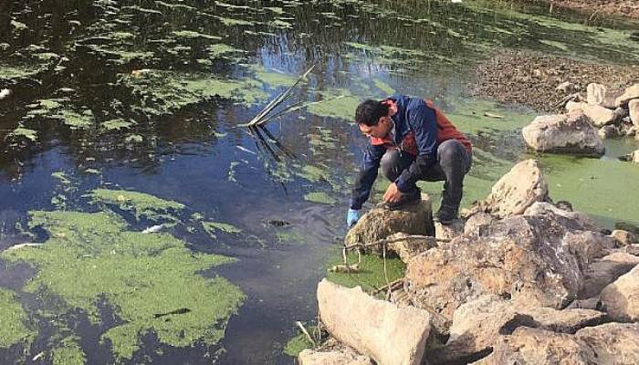 Karamenderes Çayı'nda Balık Ölümlerine İnceleme