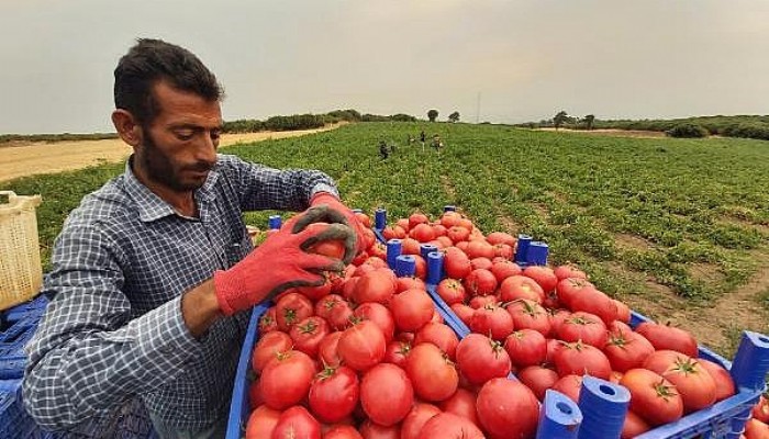 Çanakkale Domatesinde Hasat Başladı