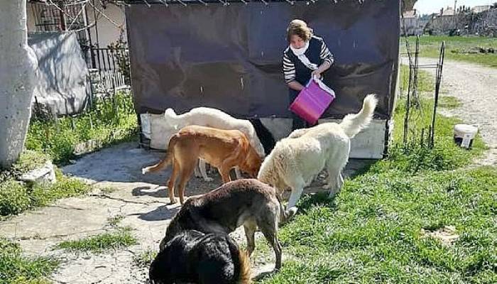 İnsanlar Evlere Kapandı, Aç Kalan Sokak Köpeklerini Hayvanseverler Besledi