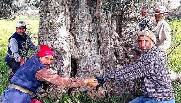 Bayramiç'te, 600 Yıllık Zeytin Ağacı Tescillenmeyi Bekliyor