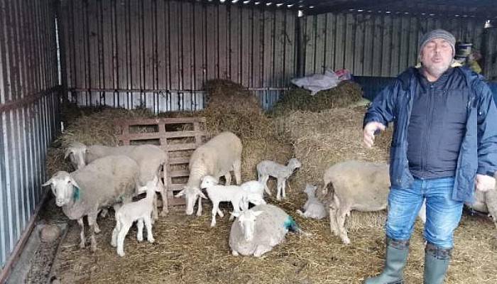 Ağıla Giren Sokak Köpekleri 70 Tavuk ve 3 Kuzuyu Parçaladı