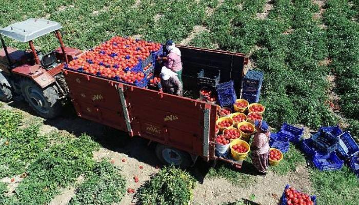 Meşhur Çanakkale Domatesinin Hasadı Sürüyor