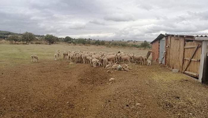Biga’da Hayvanlarda Çiçek Hastalığı Çıktı; 15 Köy Karantinaya Alındı