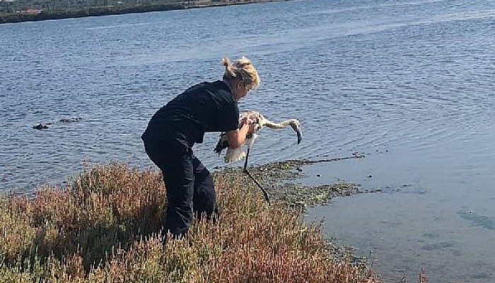 Bitkin Bulunan Yavru Flamingo, Bakım Sonrası Doğaya Salındı