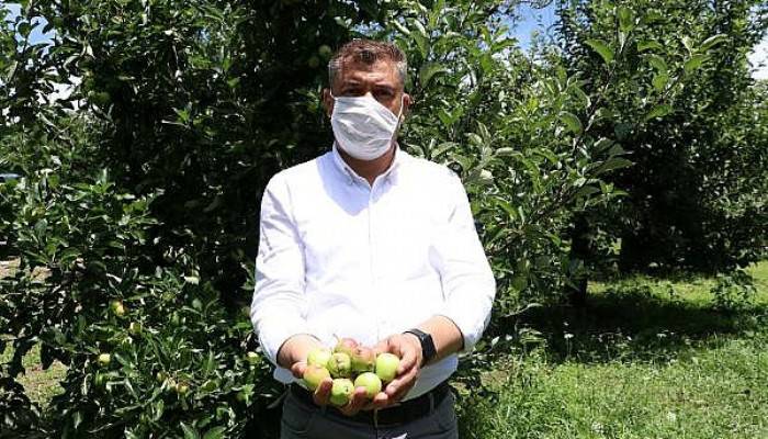 Bayramiç'te Dolunun Vurduğu Elma Bahçelerinde Zarar Tespiti Sürüyor