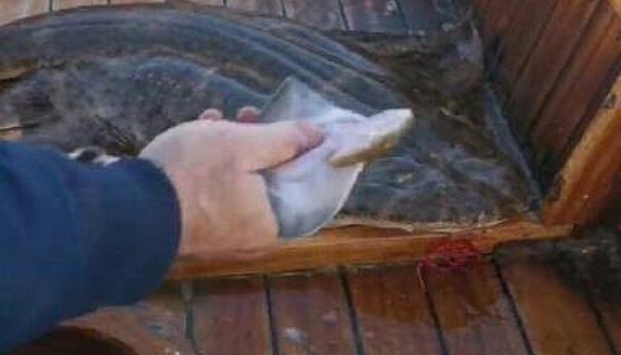 Oltaya takılan 'Keler' Cinsi Köpek Balığı, Teknede Doğum Yaptı