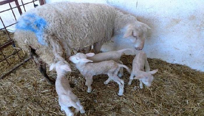 ÇOMÜ'de Tahirova Süt Koyunu, Bir Batında 4 Yavru Doğurdu