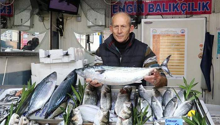 Çanakkale'de Balıkçı Esnafından 'Tombik' Uyarısı