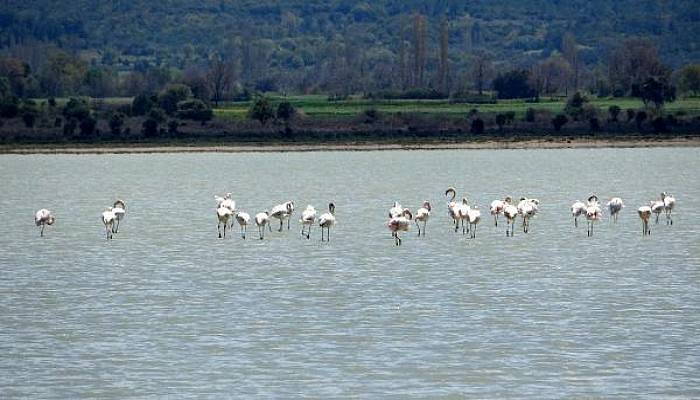 Çanakkale Savaşları'nın Yaşandığı Yarımada Flamingoları Ağırladı